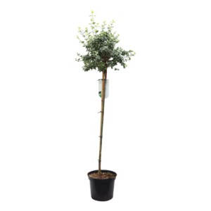 Euonymus fortunei Emerald Gaiety op stam
