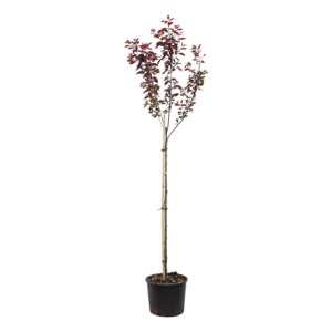 Prunus cistena