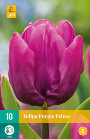 Tulipa Purple Prince