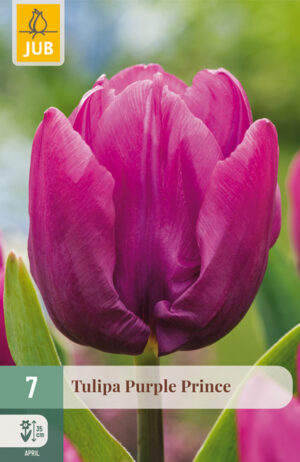 Tulipa Purple Prince