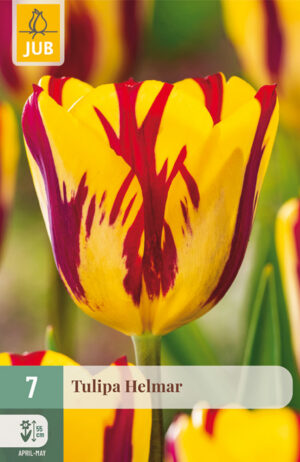 Tulipa Helmar