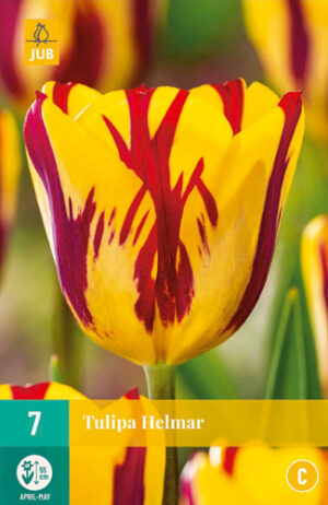 Tulipa Helmar
