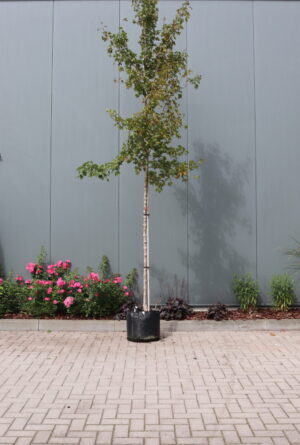 Acer campestre Elsrijk