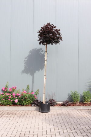 Acer platanoides Crimson Sentry
