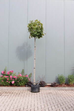 Acer platanoides Globosum