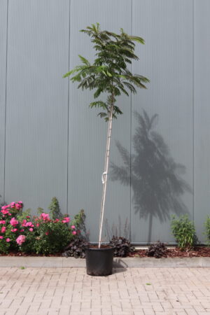 Albizia julibrissin