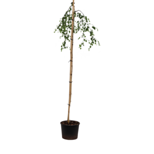 Betula pendula Youngii