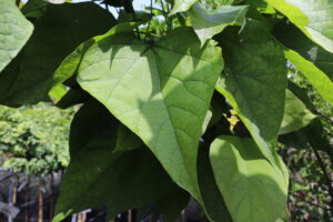 Catalpa bignonioides Nana