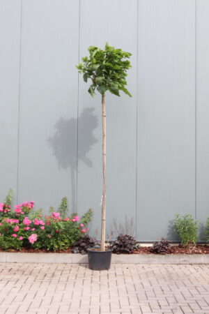 Catalpa bignonioides Nana
