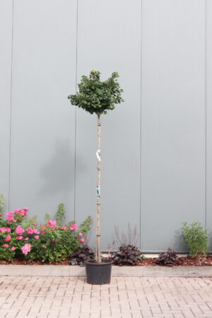 Ginkgo biloba Mariken