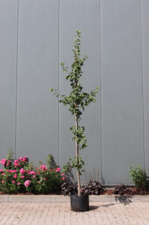 Ginkgo biloba