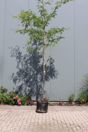 Gleditsia triacanthos Sunburst