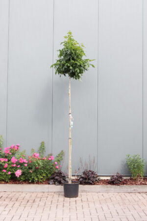 Liquidambar styraciflua Gum Ball