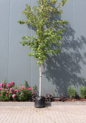 Liquidambar styraciflua Worplesdon