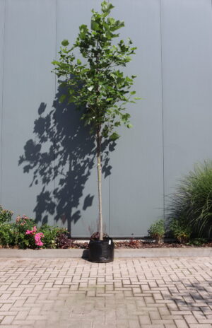 Liriodendron tulipifera