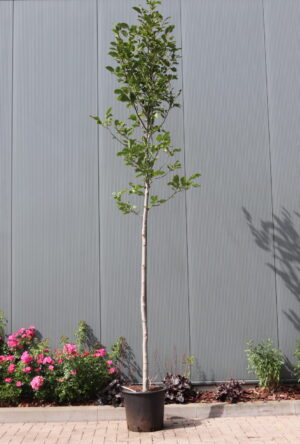 Magnolia Galaxy
