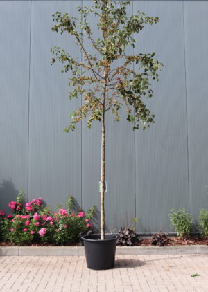 Malus Evereste