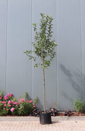 Malus Red Sentinel