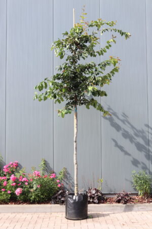 Parrotia persica