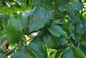 Parrotia persica