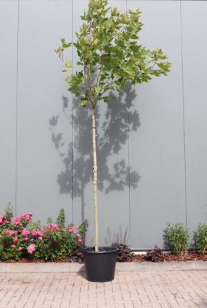 Platanus hispanica