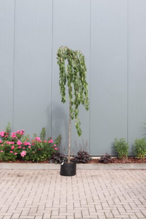 Prunus Kiku-shidare-zakura