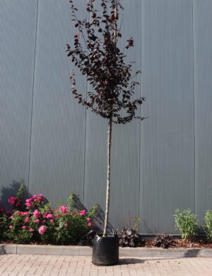 Prunus cerasifera Nigra