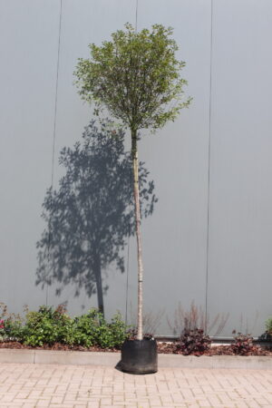 Prunus eminens Umbraculifera