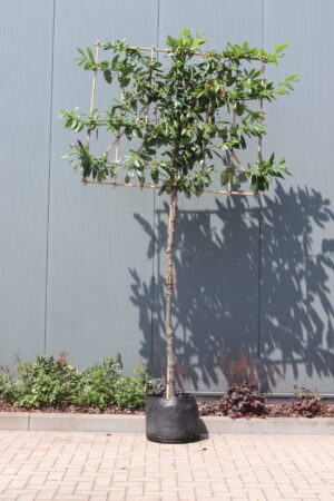 Prunus laurocerasus Caucasica