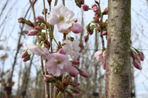 Prunus serrulata Amanogawa