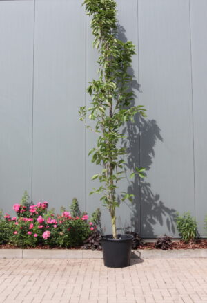Prunus serrulata Amanogawa