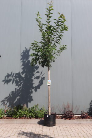 Prunus serrulata Kanzan