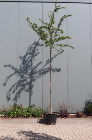 Prunus subhirtella Autumnalis Rosea