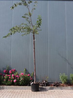 Prunus yedoensis
