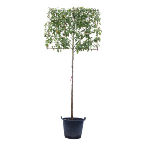 Pyrus calleryana Chanticleer