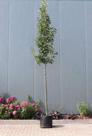 Pyrus calleryana Chanticleer