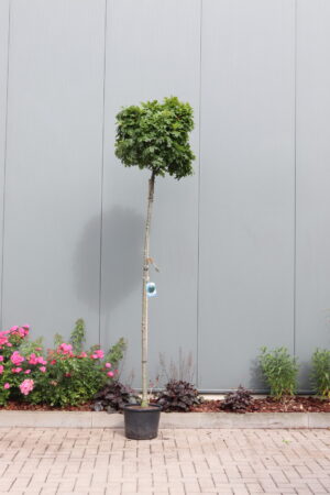 Quercus palustris Green Dwarf