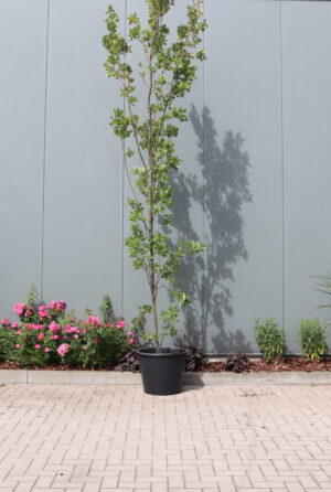 Quercus robur Fastigiate Koster