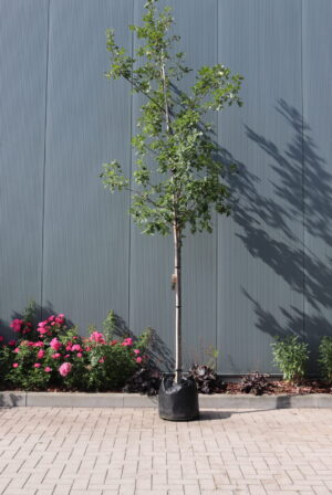 Quercus robur