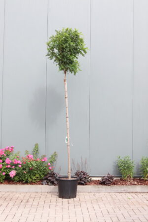 Robinia pseudoacacia Umbraculifera