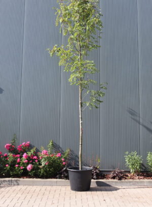 Sorbus aucuparia edulis
