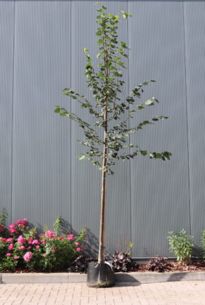 Tilia cordata Greenspire