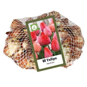 Tulipa Pink & Red