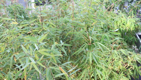 Kruiden Normaal afgunst Bamboe - Zeelandplant