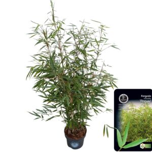 Fargesia robusta Pingwu