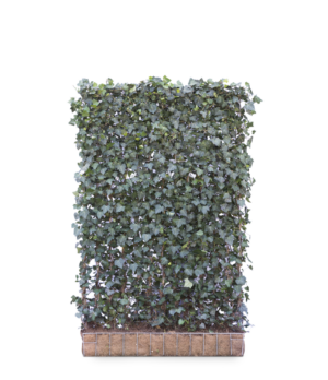 Hedera helix Woerner Kant-en-Klaar Haag