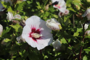 Hibiscus syriacus Red Heart