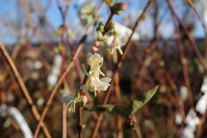 Lonicera fragrantissima