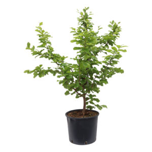 Parrotia persica