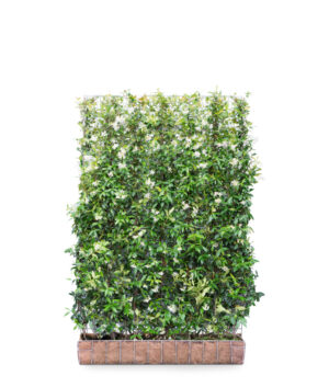 Trachelospermum jasminoides Kant-en-Klaar Haag